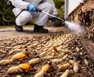 Termite Inspection thumbnail